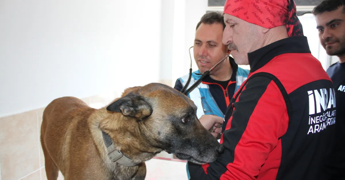 İndak K9 Köpeklerine Afad'dan Görev Yeterlilik Sertifikası (4)