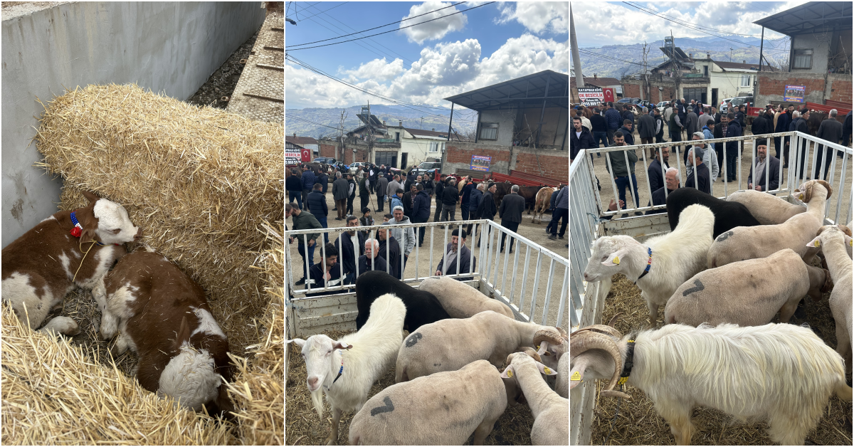 İnegöl Kayapınar'da 3. Geleneksel Kurban Festivali Gerçekleştirildi (2)