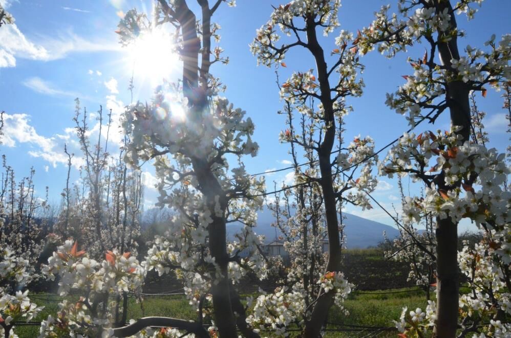 İnegöl’de Meyve Bahçeleri Beyaza Büründü! (3)