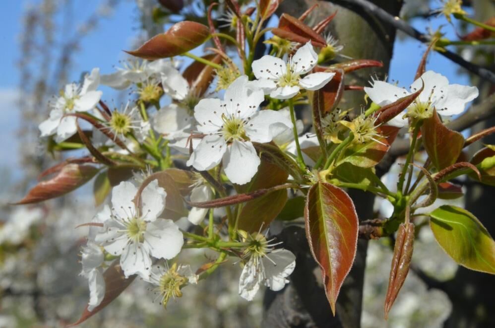 İnegöl’de Meyve Bahçeleri Beyaza Büründü! (4)