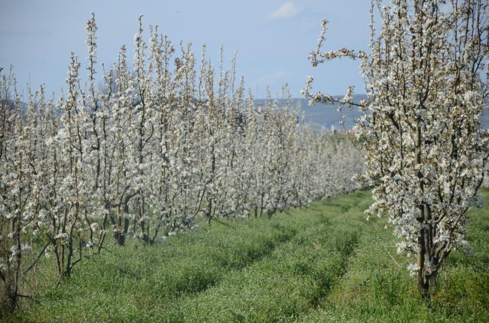 İnegöl’de Meyve Bahçeleri Beyaza Büründü! (5)