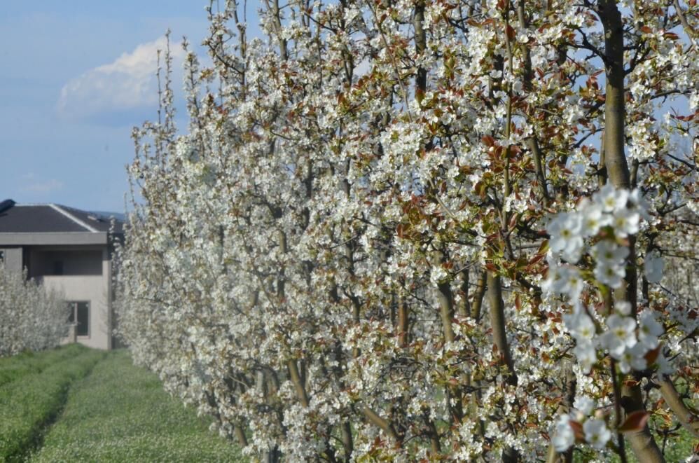 İnegöl’de Meyve Bahçeleri Beyaza Büründü! (6)
