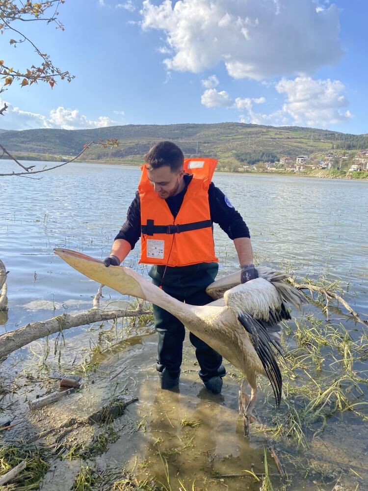 İnegöl’de Yürek Isıtan Kurtarma! Yaralı Pelikan Son Anda Kurtarıldı (1)