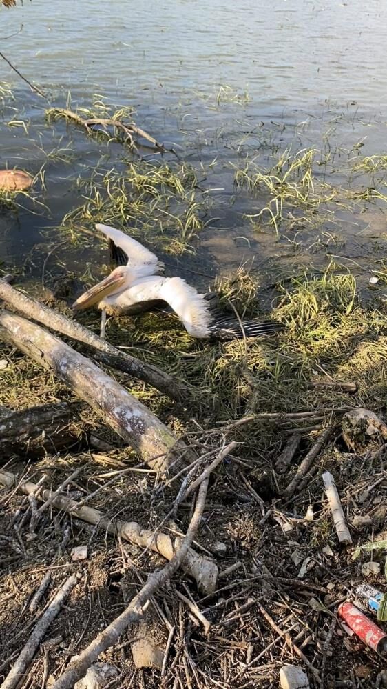 İnegöl’de Yürek Isıtan Kurtarma! Yaralı Pelikan Son Anda Kurtarıldı (2)-1