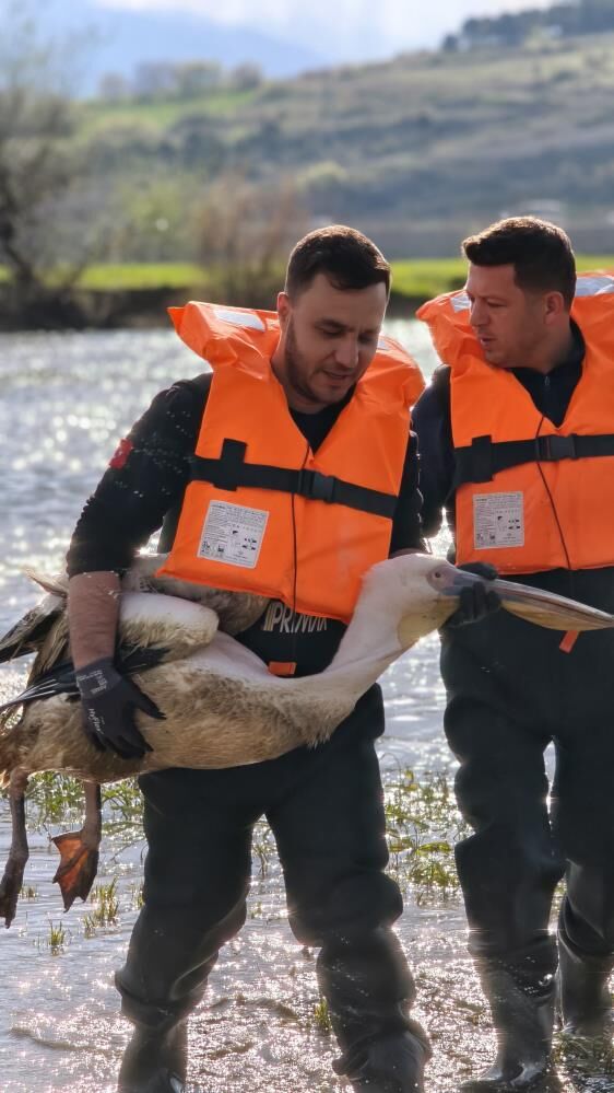 İnegöl’de Yürek Isıtan Kurtarma! Yaralı Pelikan Son Anda Kurtarıldı (5)-1