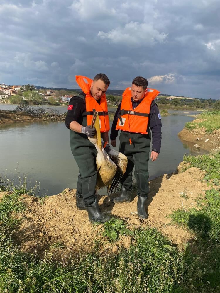 İnegöl’de Yürek Isıtan Kurtarma! Yaralı Pelikan Son Anda Kurtarıldı (6)