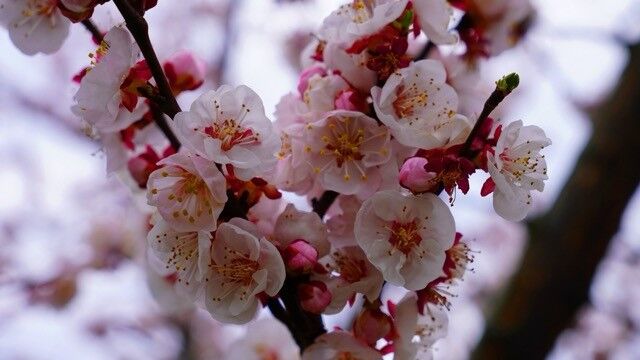 İznik Çiçek Bahçesine Döndü! (1)