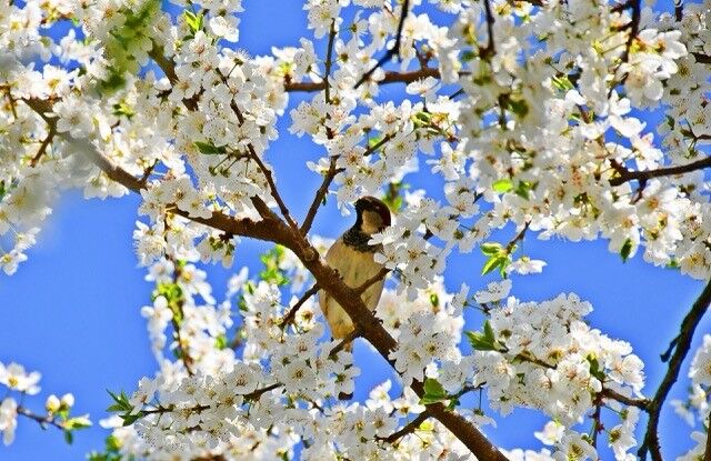 İznik Çiçek Bahçesine Döndü! (2)