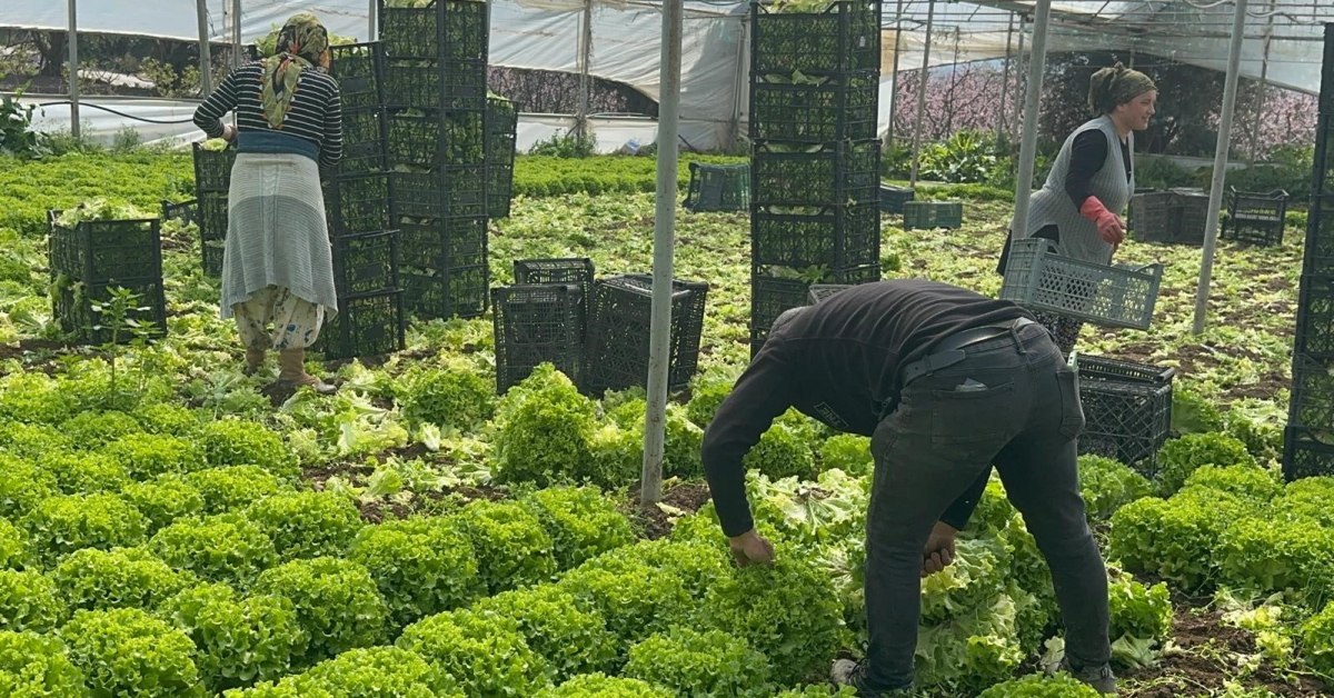 Kıvırcık Marulda Fiyat Artışı Tarla Çıkışı 30 Liraya Yükseldi (2)