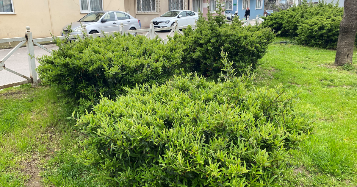 Parkta Toplanan Zakkum Az Daha Facia Getiriyordu! Küçük Çocuk Ölümden Döndü (4)