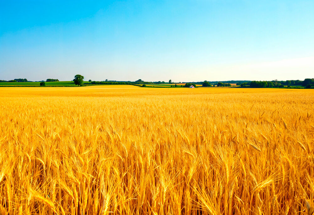Rüyada Buğday Tarlası Görmek Gençgazete (1)