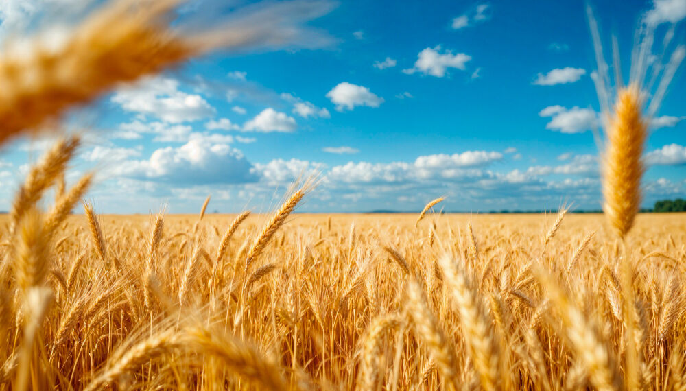 Rüyada Buğday Tarlası Görmek Gençgazete (7)