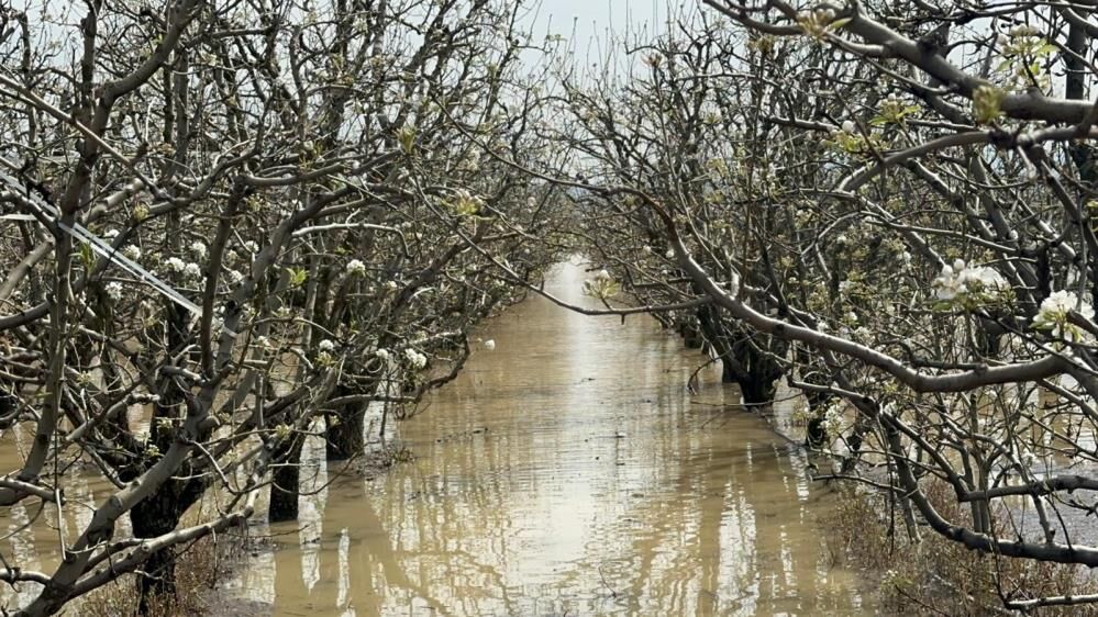 Şeftali Ve Armut Bahçesi Su Altında! (2)