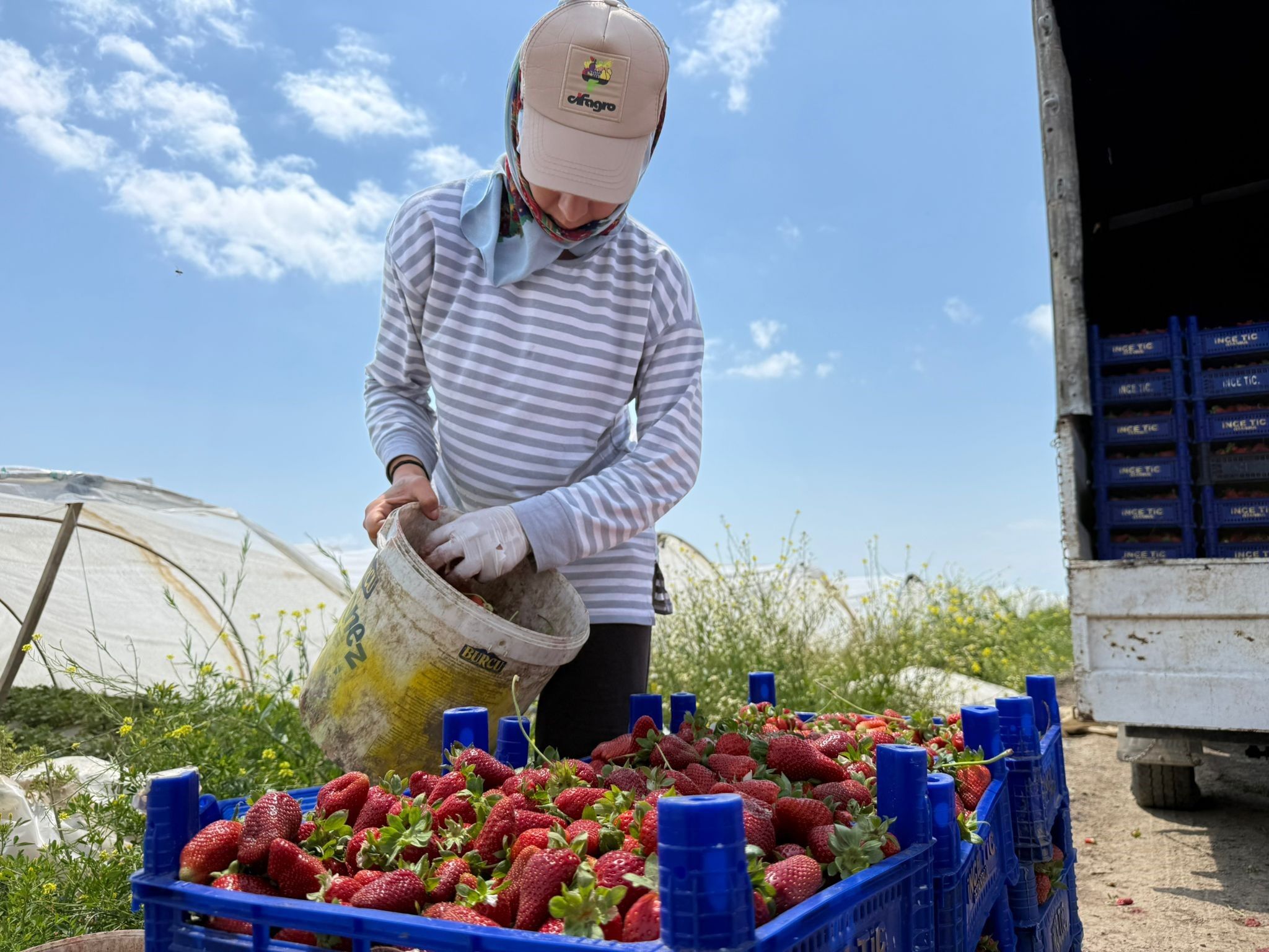 Tarla Ile Market Rafları Arasındaki Farka Üretici Bile Inanamıyor (4)
