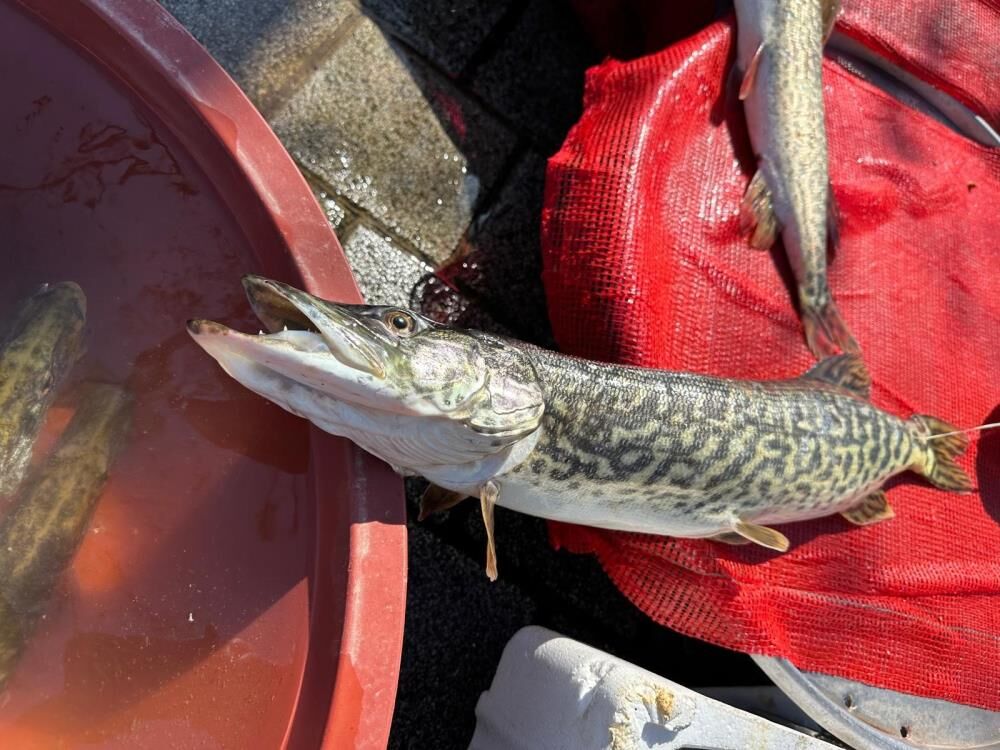 Ulubat Gölü'nde Turna Sezonu Pahalı Açıldı! (3)