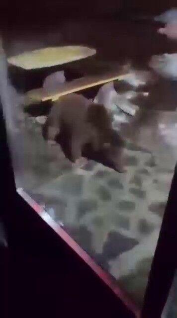 Uludağ’da Ayı Ailesi Kamerada.. (2)