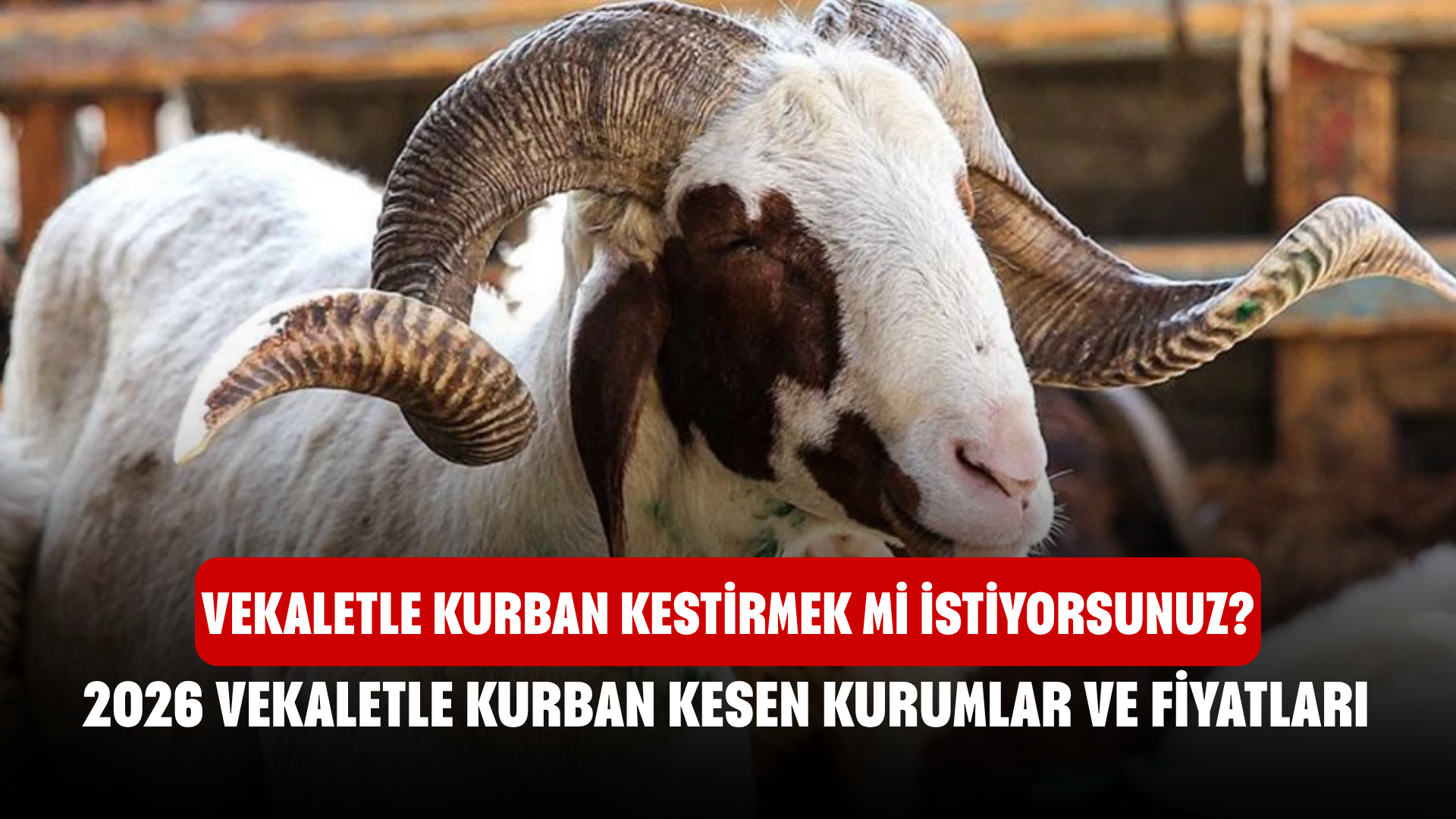 Vekaletle Kurban Kestirmek mi İstiyorsunuz? 2026 Vekaletle Kurban Kesen Kurumlar ve Fiyatları...