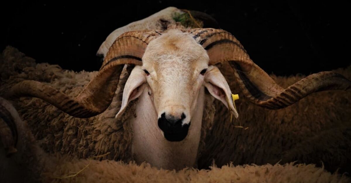 Yurt Dışı Kurban Bağışı Ile Yardım Ulaştırmanın Görünmeyen Maliyetleri (2)