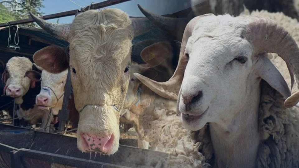 Bayram Öncesi Şok Rakamlar! Kurban Kesmek Bu Yıl Daha Zor!-1