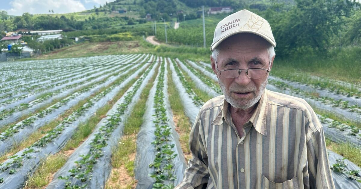 Bursa'da Çilek Hasadı Başlıyor; Üretici 100 Lira Fiyat Bekliyor (2)
