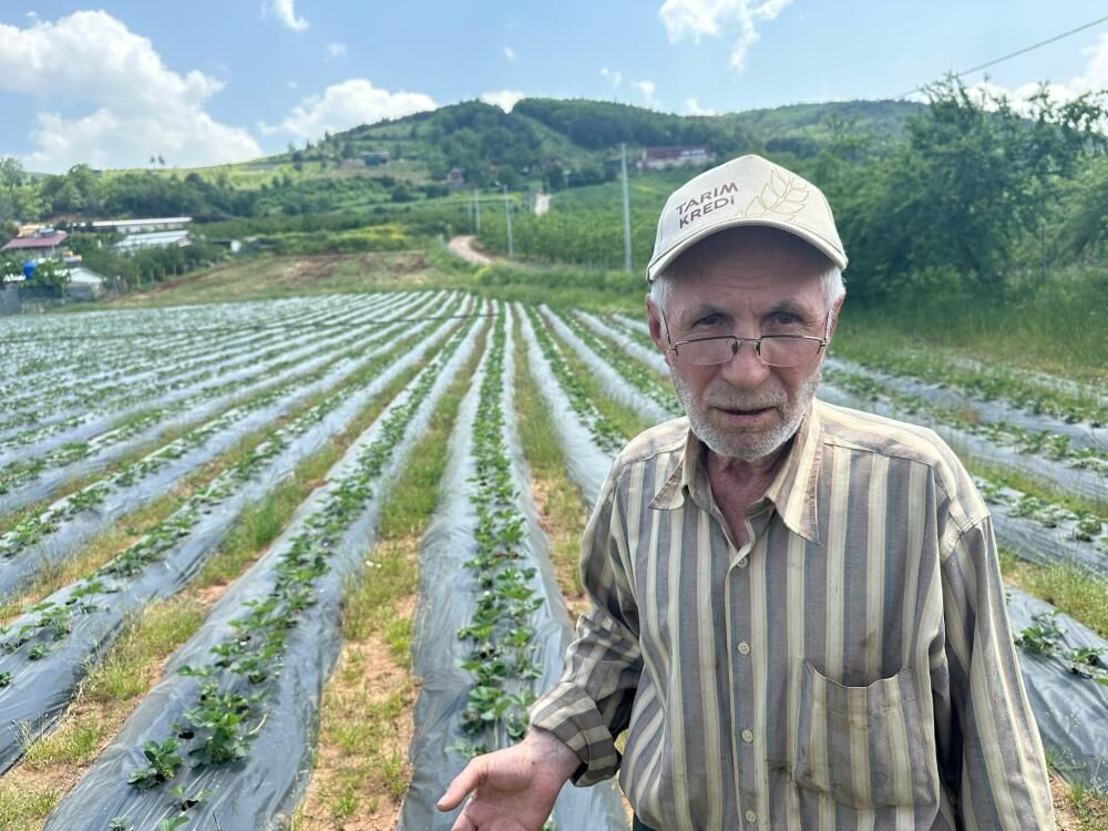 Bursa'da Çilek Üreticisi 100 Lira Fiyat Bekliyor! (1)