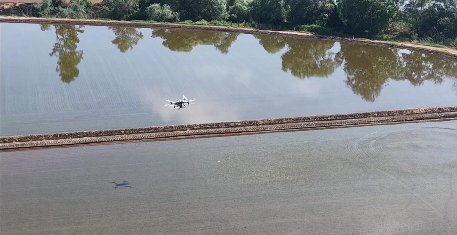 Bursa'da Dron Ile Çeltik Ekimi (1)