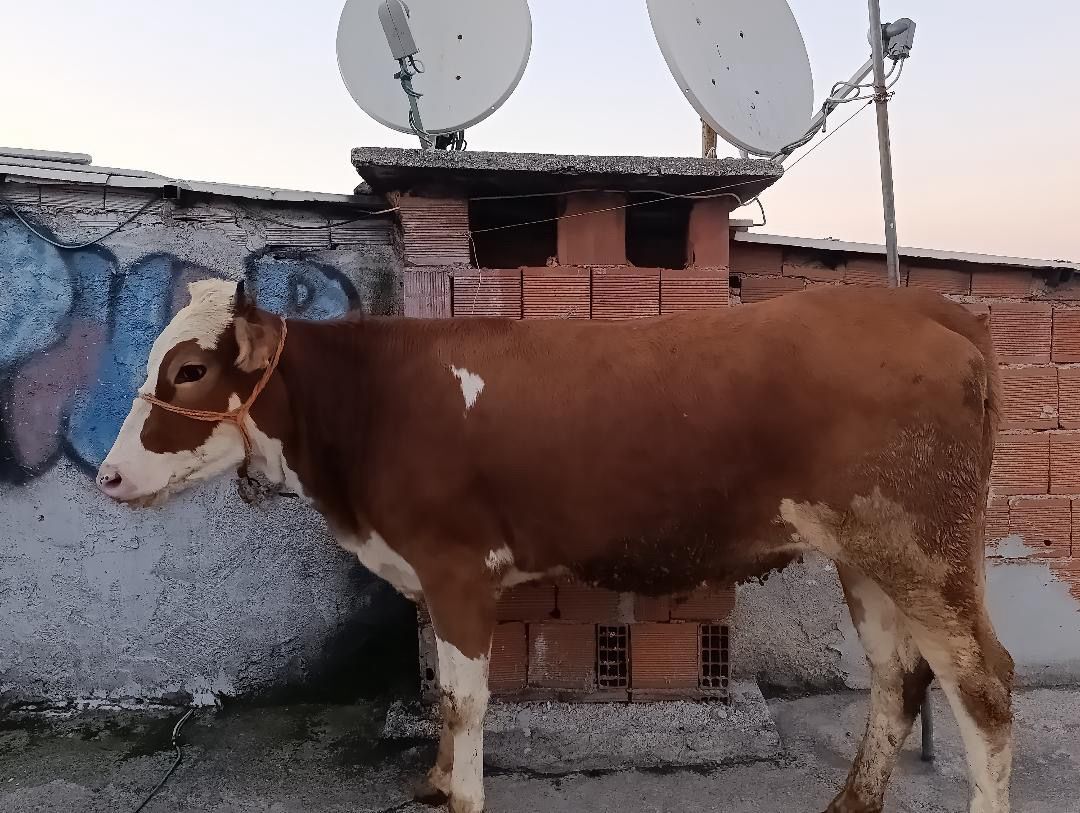 Bursa’da İlginç Kurbanlık Mesaisi! G