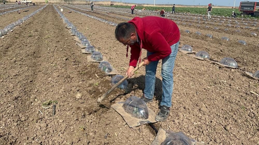 Bursa'da Zorlu Mesai! Karpuzun Yolculuğu Tarlada Başlıyor (3)