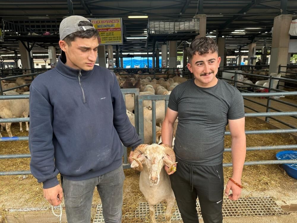 Bursa'daki Sıra Dışı Gergedan Boynuzlu Koç Gören Bir Daha Dönüp Baktı!