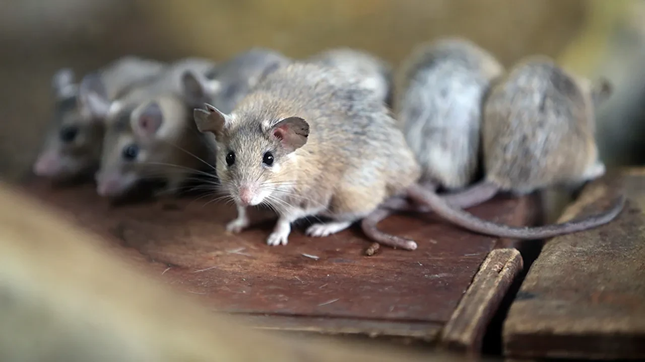 Dunya Saglik Orgutunden Turkiye Dahil 12 Ulkeye Hantavirus Uyarisi 3334122 202605080322 2