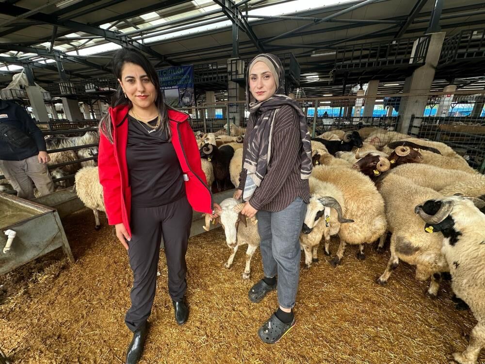 İki Kuzen Kuzen Bursa'daki Kurban Pazarında Rekabeti Artırdı! (1)