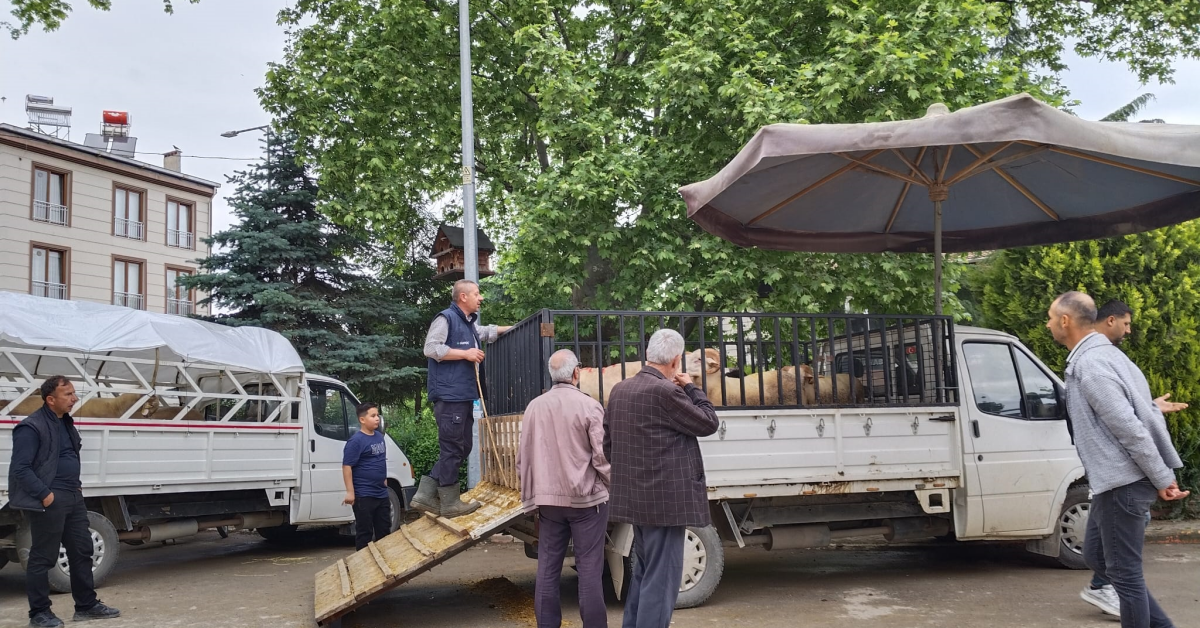 İnegöl’de Bayram Öncesi Kırsalda Kurbanlık Hareketliliği (1)