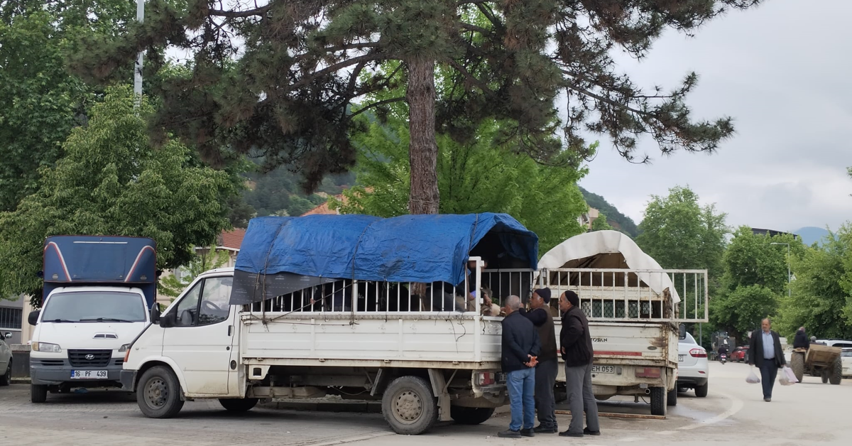İnegöl’de Bayram Öncesi Kırsalda Kurbanlık Hareketliliği (2)