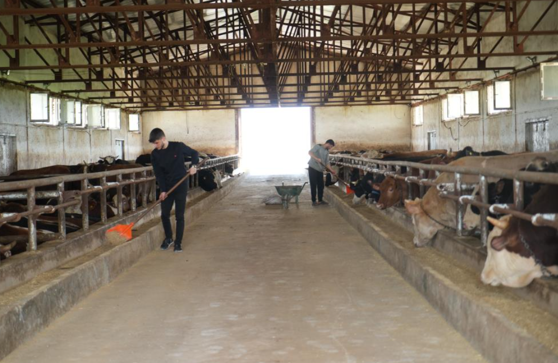 Muş’tan Batı Illerine 50 Bin Kurbanlık Hayvan Sevk Edilecek (1)