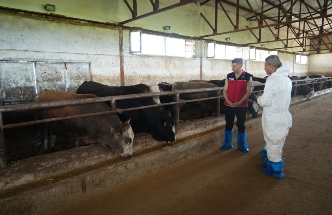 Muş’tan Batı Illerine 50 Bin Kurbanlık Hayvan Sevk Edilecek (3)
