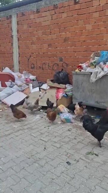 Bursa'da 2 Haftadır Alınmayan Çöpler Tepki Topladı! (3)