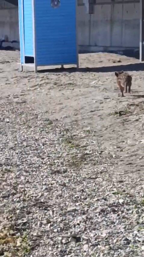 Bursa'da Aç Kalan Domuzlar Sahile Indi! (2)