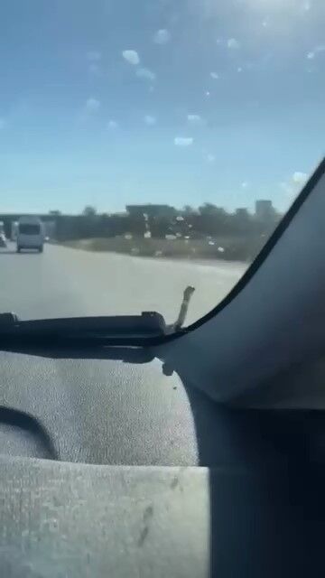 Bursa'da Aracın Kaputunda Yılan Paniği! (2)