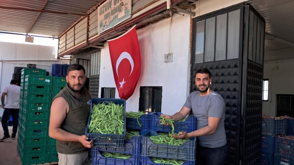 Bursa'da Nazende Fasulyesinde Ilk Hasat Başladı! (1)