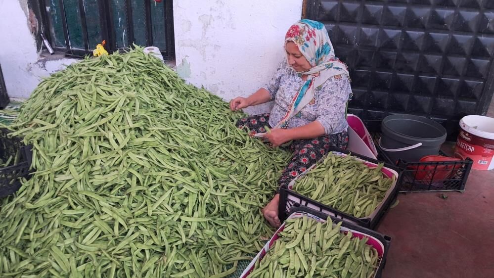Bursa'da Nazende Fasulyesinde Ilk Hasat Başladı! (3)