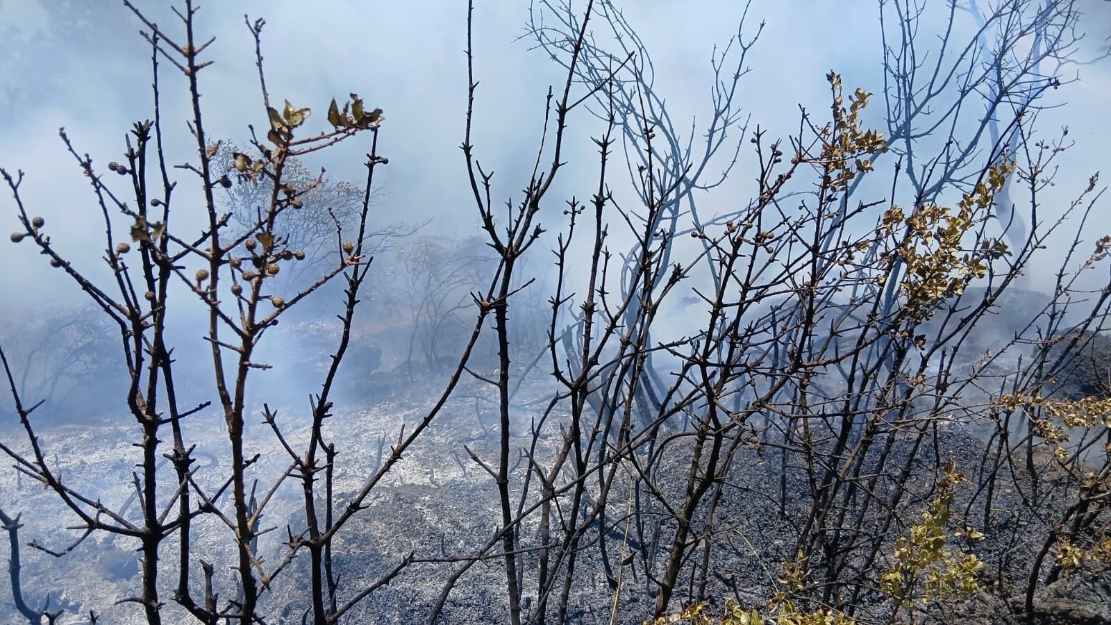 Bursa’da Piknik Alanı Yakınında Yangın Çıktı (3)