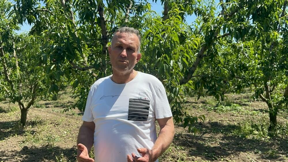 Bursa’da Şeftali Ve Nektarin Rekoltesi Rekor! (1)