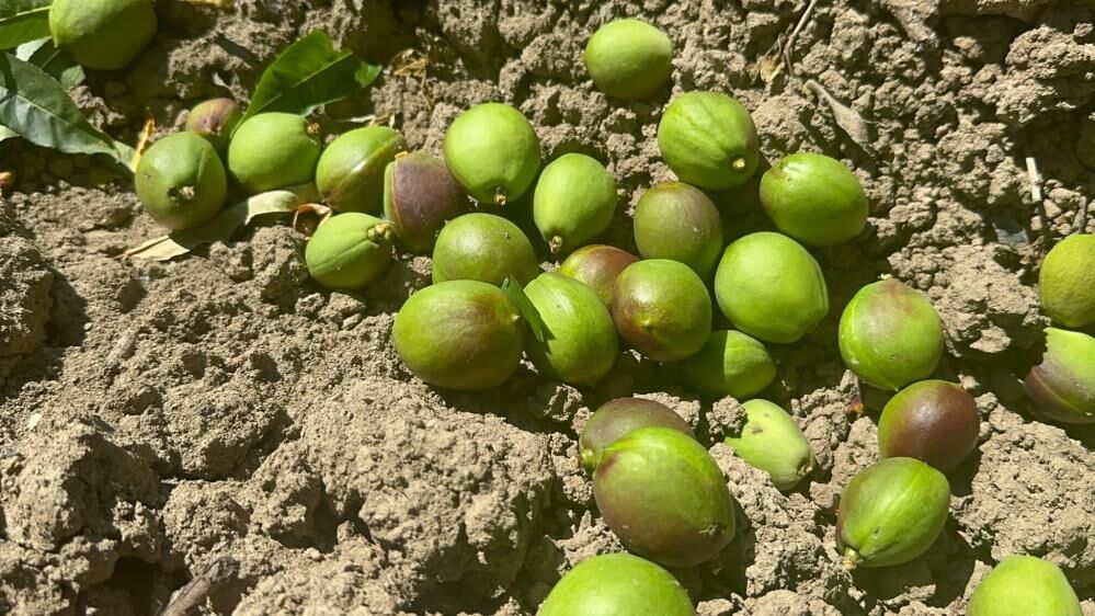 Bursa’da Şeftali Ve Nektarin Rekoltesi Rekor! (2)