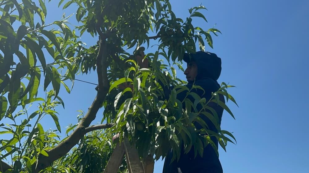 Bursa’da Şeftali Ve Nektarin Rekoltesi Rekor! (3)