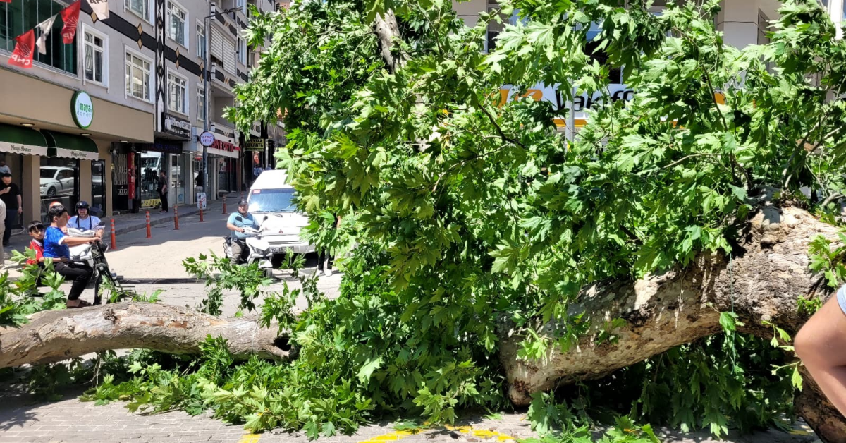Bursa'da Tarihi Çınar Caddeye Devrildi (2)