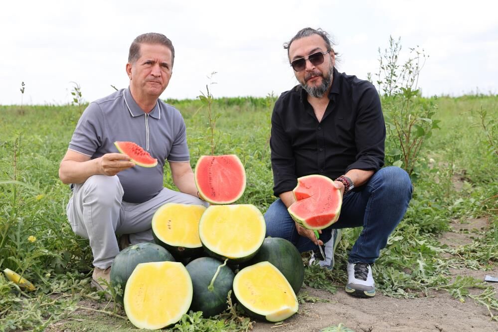Görenler Şaşkınlığını Gizleyemiyor! Karpuzun İçi Kırmızı Değil Sarı (1)