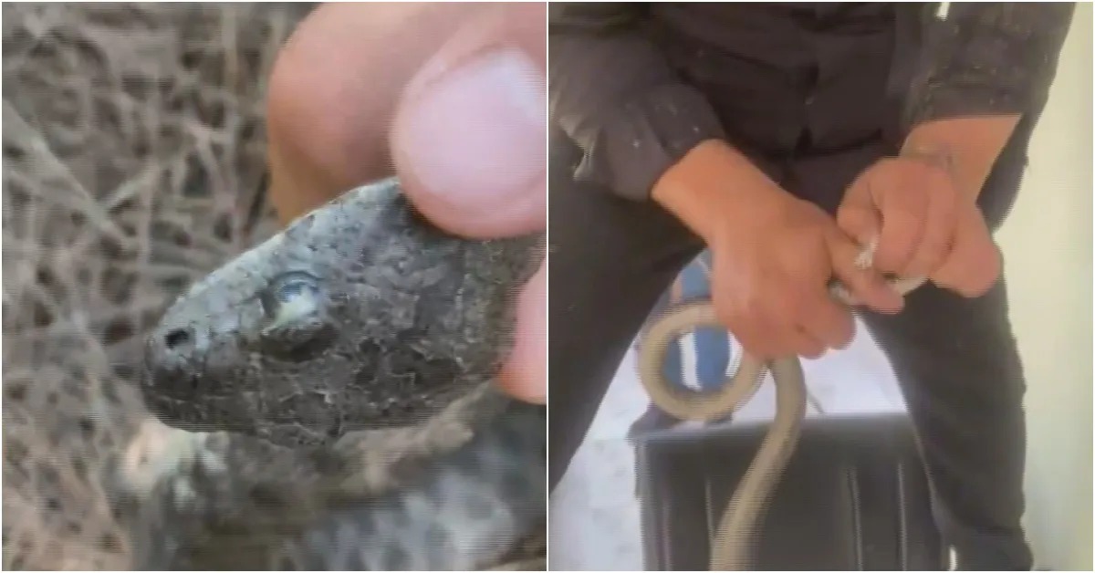Klimanın Boru Deliğine Giren 1 Metrelik Yılanı Elleriyle Yakaladı (2)