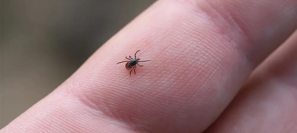 Sağlık Bakanlığı’ndan Kritik Kene Uyarısı! Sakın Bunlar Sürmeyin.. (2)