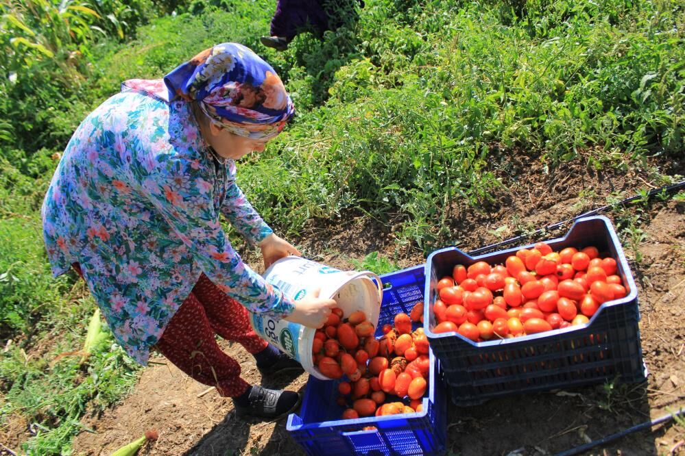 Salçalık Domatesin Başkenti Karacabey'de Hummalı Çalışma Başladı! (3)
