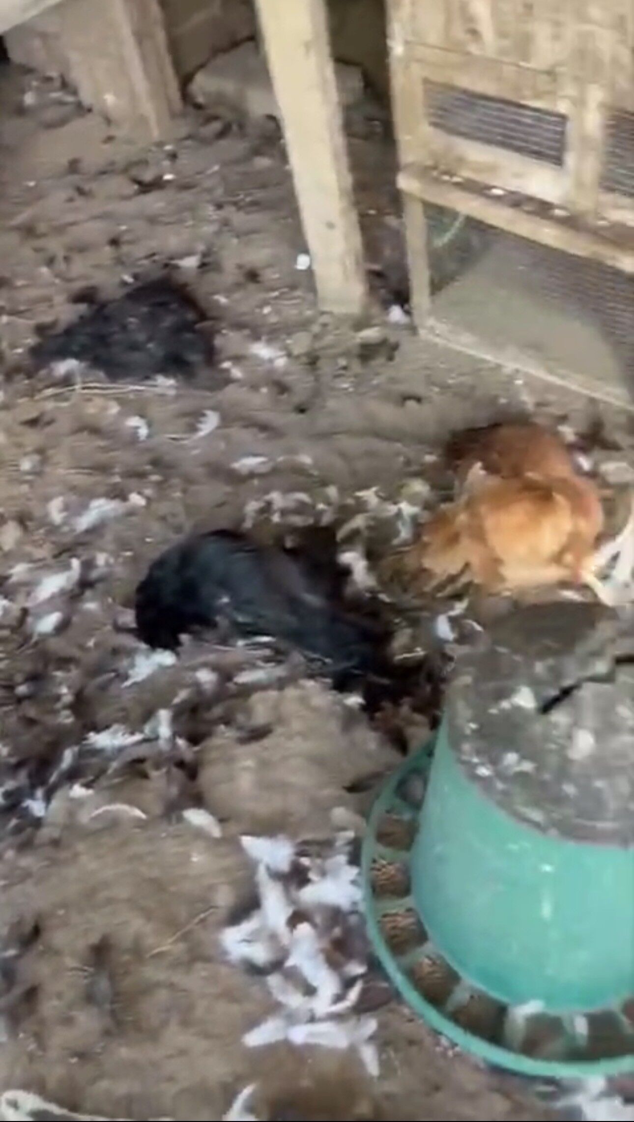 Sokak Köpekleri Kümese Girdi, 30 Tavuk Telef Oldu (1)